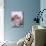 4 Month Old Baby Girl Holding Her Foot-Amanda Hall-Mounted Photographic Print displayed on a wall