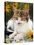 4-Months, Portrait of Tabby-Tortoiseshell-And-White Female Lying on Garden Table with Coneflowers-Jane Burton-Stretched Canvas
