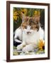 4-Months, Portrait of Tabby-Tortoiseshell-And-White Female Lying on Garden Table with Coneflowers-Jane Burton-Framed Photographic Print