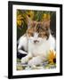 4-Months, Portrait of Tabby-Tortoiseshell-And-White Female Lying on Garden Table with Coneflowers-Jane Burton-Framed Photographic Print