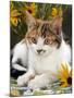 4-Months, Portrait of Tabby-Tortoiseshell-And-White Female Lying on Garden Table with Coneflowers-Jane Burton-Mounted Photographic Print