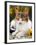 4-Months, Portrait of Tabby-Tortoiseshell-And-White Female Lying on Garden Table with Coneflowers-Jane Burton-Framed Photographic Print