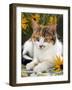 4-Months, Portrait of Tabby-Tortoiseshell-And-White Female Lying on Garden Table with Coneflowers-Jane Burton-Framed Photographic Print