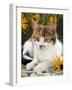 4-Months, Portrait of Tabby-Tortoiseshell-And-White Female Lying on Garden Table with Coneflowers-Jane Burton-Framed Photographic Print