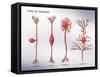 4 Types of Neurons, Illustration-Monica Schroeder-Framed Stretched Canvas