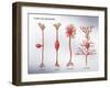 4 Types of Neurons, Illustration-Monica Schroeder-Framed Giclee Print