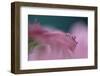 4129_ three times cheer for mother's day-Heidi Westum-Framed Photographic Print