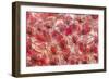4446_Frozen poppies-Heidi Westum-Framed Photographic Print