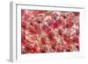 4446_Frozen poppies-Heidi Westum-Framed Photographic Print