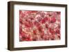 4446_Frozen poppies-Heidi Westum-Framed Photographic Print