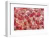 4446_Frozen poppies-Heidi Westum-Framed Photographic Print