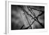 444-Dan Ballard-Framed Photographic Print