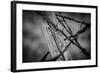 444-Dan Ballard-Framed Photographic Print