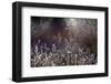 4997_A frosty morning-Heidi Westum-Framed Photographic Print