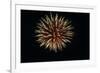 4th of July Fireworks-Magrath Photography-Framed Photographic Print