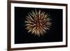 4th of July Fireworks-Magrath Photography-Framed Photographic Print