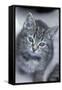 5 6 Week Old Kitten-null-Framed Stretched Canvas