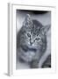 5 6 Week Old Kitten-null-Framed Photographic Print