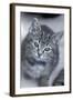 5 6 Week Old Kitten-null-Framed Photographic Print