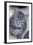 5 6 Week Old Kitten-null-Framed Photographic Print