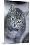 5 6 Week Old Kitten-null-Mounted Photographic Print