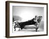 5 AGAINST THE HOUSE, 1955 directed by PHIL KARLSON with Kim Novak (b/w photo)-null-Framed Photo