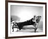 5 AGAINST THE HOUSE, 1955 directed by PHIL KARLSON with Kim Novak (b/w photo)-null-Framed Photo