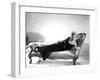 5 AGAINST THE HOUSE, 1955 directed by PHIL KARLSON with Kim Novak (b/w photo)-null-Framed Photo