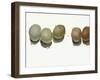 5 Eggs-Jenny Westenhofer-Framed Art Print