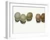 5 Eggs-Jenny Westenhofer-Framed Art Print