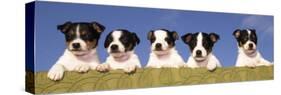 5 Jack Russell Puppies That were Abandoned on Christmas Eve, January 2001-null-Stretched Canvas