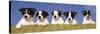 5 Jack Russell Puppies That were Abandoned on Christmas Eve, January 2001-null-Stretched Canvas