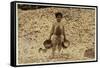 5 Year Old Migrant Shrimp-Picker Manuel in Front of a Pile of Oyster Shells-Lewis Wickes Hine-Framed Stretched Canvas
