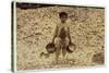 5 Year Old Migrant Shrimp-Picker Manuel in Front of a Pile of Oyster Shells-Lewis Wickes Hine-Stretched Canvas