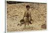 5 Year Old Migrant Shrimp-Picker Manuel in Front of a Pile of Oyster Shells-Lewis Wickes Hine-Stretched Canvas