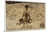 5 Year Old Migrant Shrimp-Picker Manuel in Front of a Pile of Oyster Shells-Lewis Wickes Hine-Mounted Photographic Print