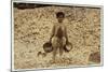 5 Year Old Migrant Shrimp-Picker Manuel in Front of a Pile of Oyster Shells-Lewis Wickes Hine-Mounted Photographic Print