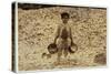 5 Year Old Migrant Shrimp-Picker Manuel in Front of a Pile of Oyster Shells-Lewis Wickes Hine-Stretched Canvas