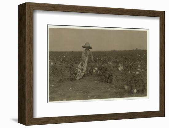 5 Year Old Willie Hesse Picks 15 Pounds of Cotton a Day on His Parents' 80 Acre Farm Near West-Lewis Wickes Hine-Framed Photographic Print