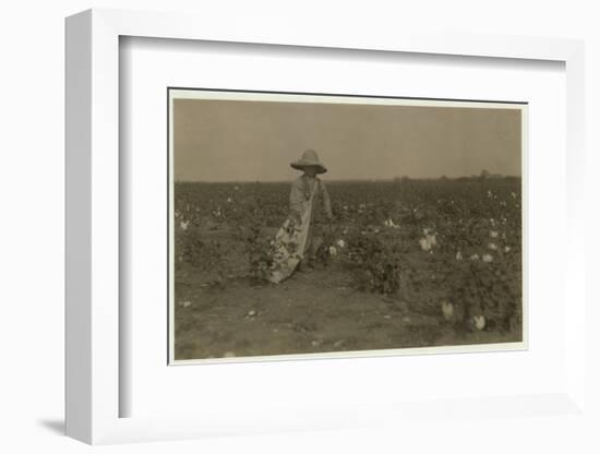 5 Year Old Willie Hesse Picks 15 Pounds of Cotton a Day on His Parents' 80 Acre Farm Near West-Lewis Wickes Hine-Framed Photographic Print