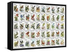 50 Birds-null-Framed Stretched Canvas