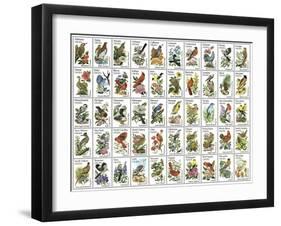 50 Birds-null-Framed Giclee Print