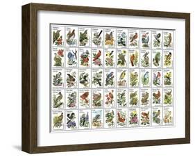 50 Birds-null-Framed Premium Giclee Print