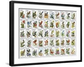 50 Birds-null-Framed Giclee Print