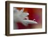 5012_Soft and intense-Heidi Westum-Framed Photographic Print