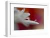 5012_Soft and intense-Heidi Westum-Framed Photographic Print