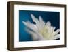 5051_The blue one-Heidi Westum-Framed Photographic Print