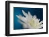 5051_The blue one-Heidi Westum-Framed Photographic Print