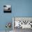 '53 Gull Wing-Daniel Stein-Mounted Photographic Print displayed on a wall