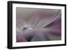 5520_Soft-Heidi Westum-Framed Photographic Print